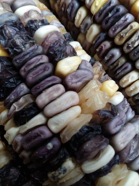  - SEMINTE PORUMB INDIAN - P 11