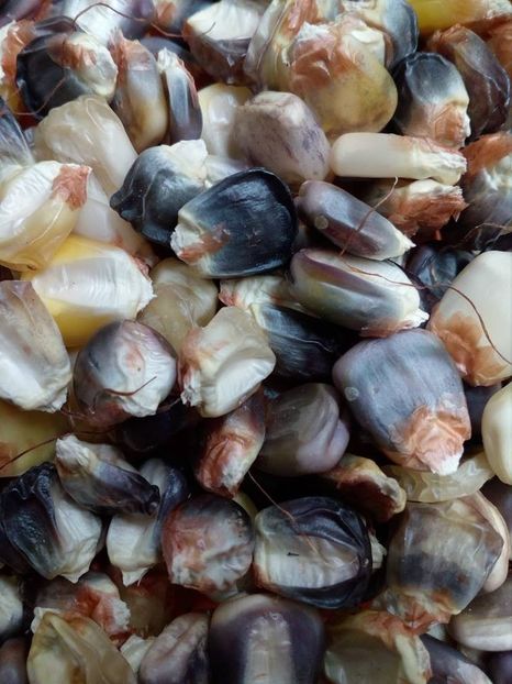  - SEMINTE PORUMB INDIAN - P 11