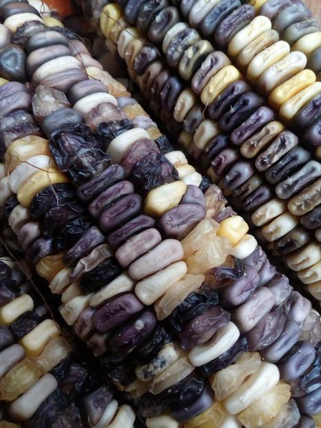  - SEMINTE PORUMB INDIAN - P 11