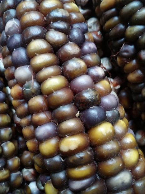  - SEMINTE PORUMB INDIAN - P 12