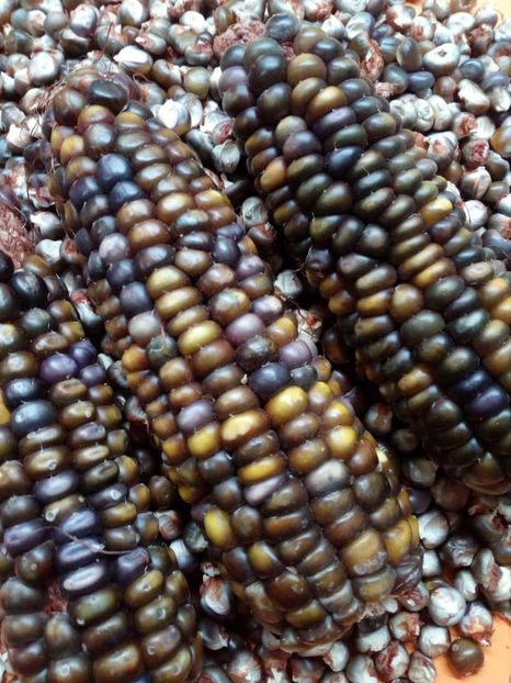  - SEMINTE PORUMB INDIAN - P 12