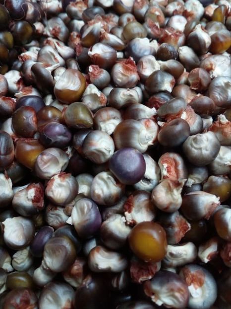  - SEMINTE PORUMB INDIAN - P 12