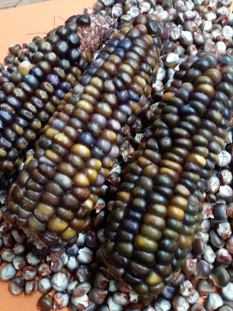  - SEMINTE PORUMB INDIAN - P 12