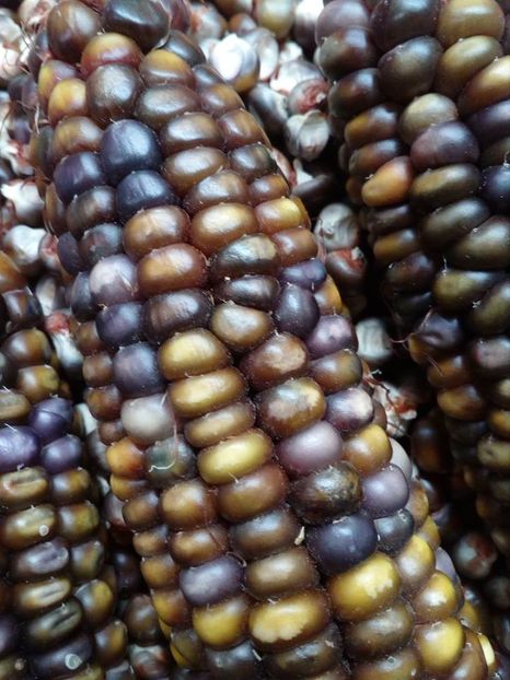  - SEMINTE PORUMB INDIAN - P 12