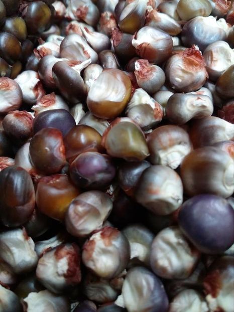  - SEMINTE PORUMB INDIAN - P 12