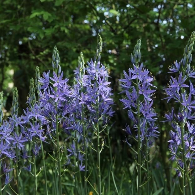 Camassia - 2 NOUTATI în colecția mea - 2018 -2019