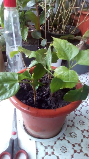 IMG-20181029-WA0006 - - Scoala de floricele