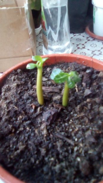 IMG-20181029-WA0008 - Adenium