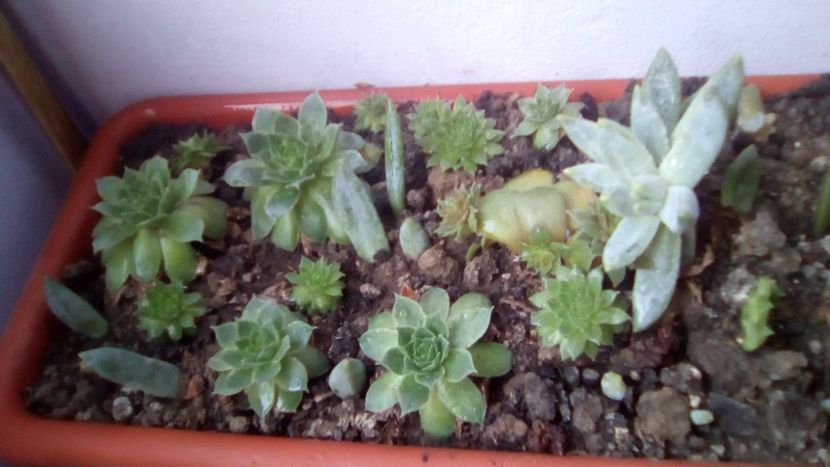 IMG-20181029-WA0022 - CACTUSI si SUCULENTE