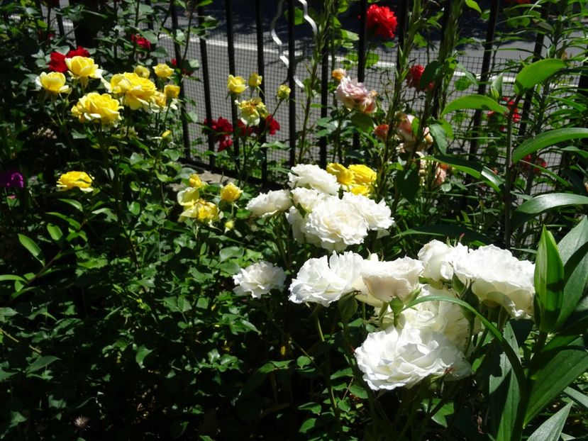 2014-10-06 22.35.34 - Poustinia rose