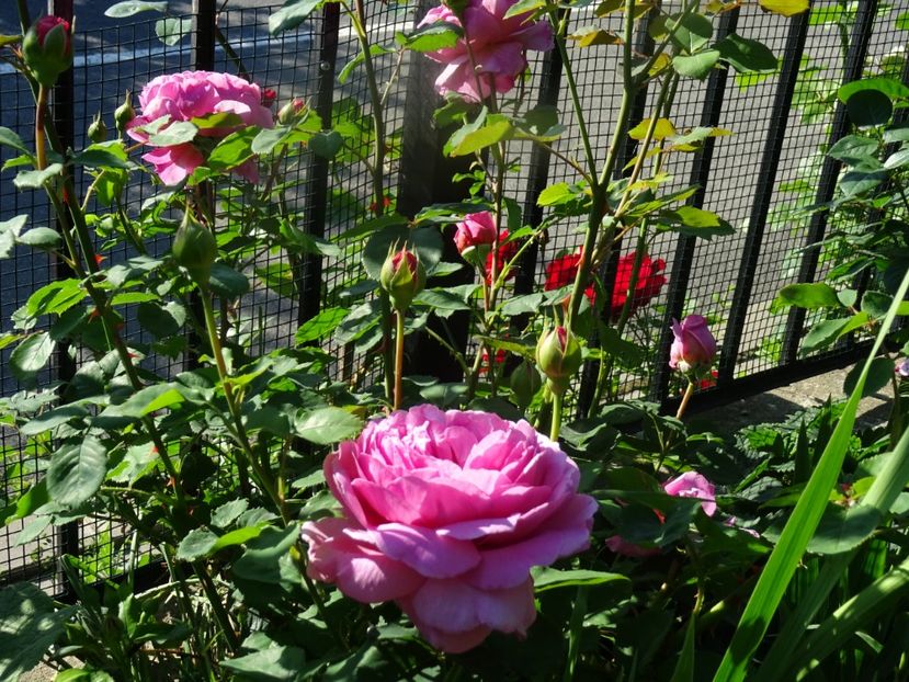 2014-09-28 19.46.46 - English rose -Princess Alexandra of Kent