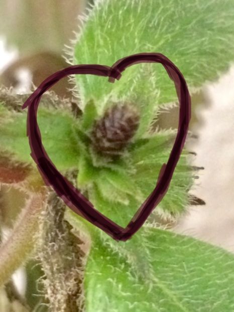 Rizom în loc de flori ;) Jennifer - 1 Gaby