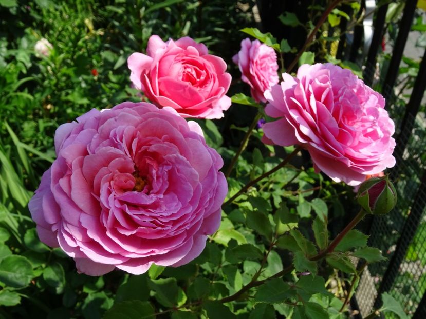 2014-10-07 21.50.35 - English rose -Princess Alexandra of Kent