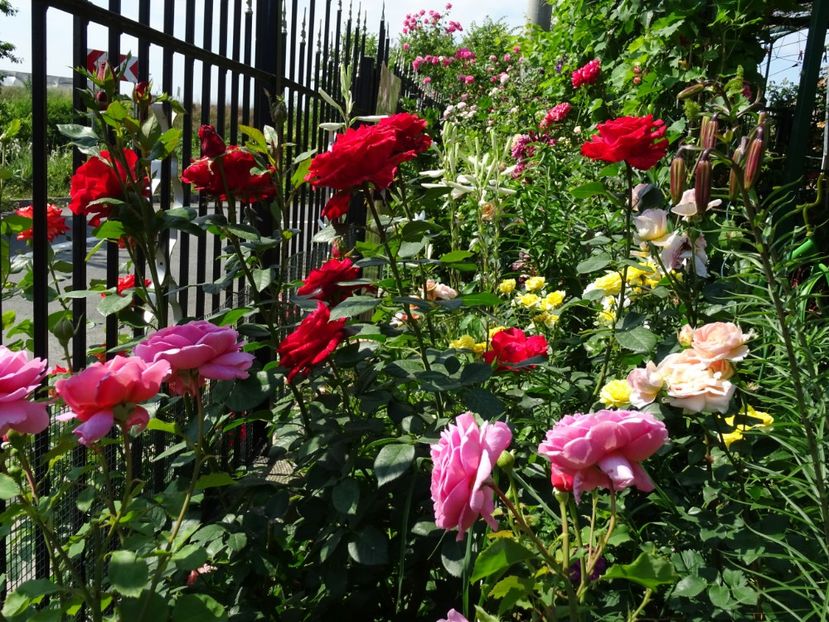 2014-10-07 21.52.48 - English rose -Princess Alexandra of Kent