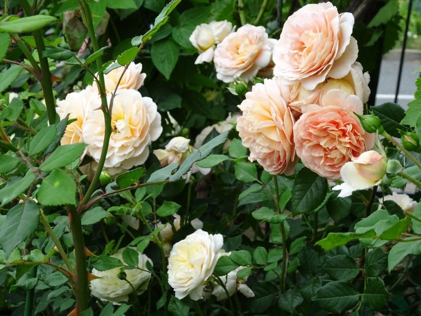 2014-10-07 20.38.31 - English rose -Abraham Darby