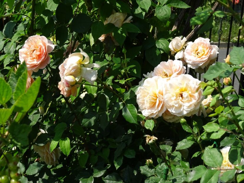 2014-10-07 21.56.33 - English rose -Abraham Darby