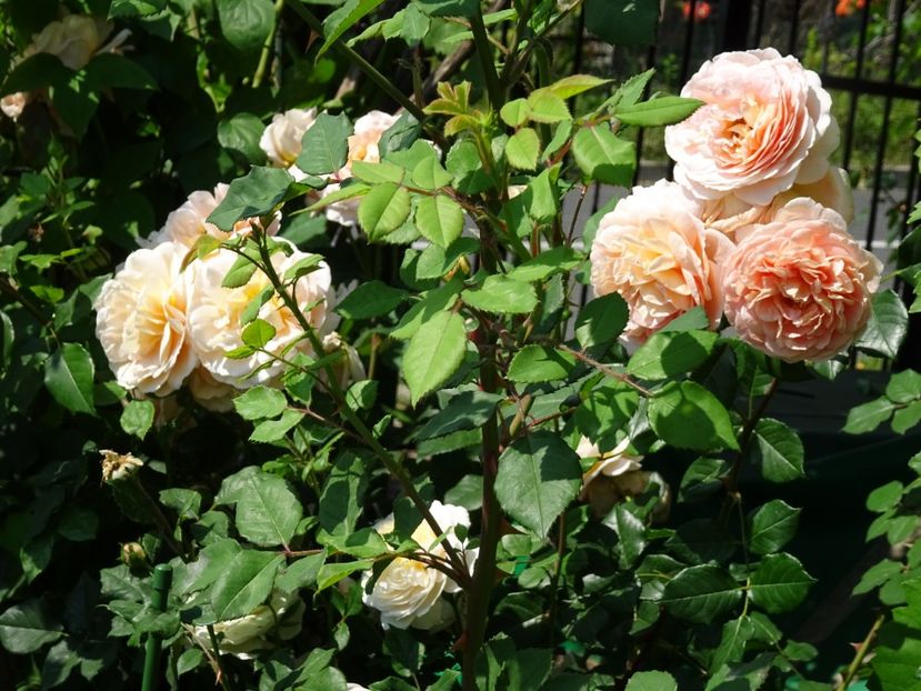 2014-10-07 21.56.42 - English rose -Abraham Darby