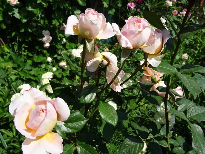 2014-10-07 21.51.12 - English rose -Abraham Darby