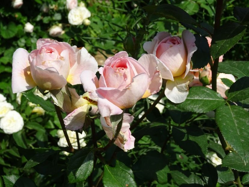 2014-10-07 21.50.53 - English rose -Abraham Darby