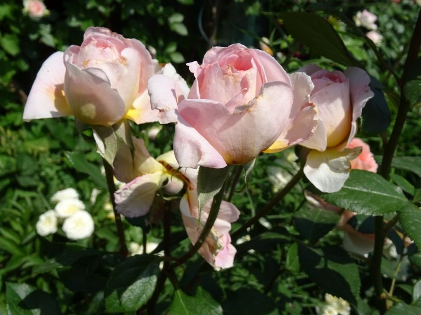 2014-10-07 21.51.17 - English rose -Abraham Darby