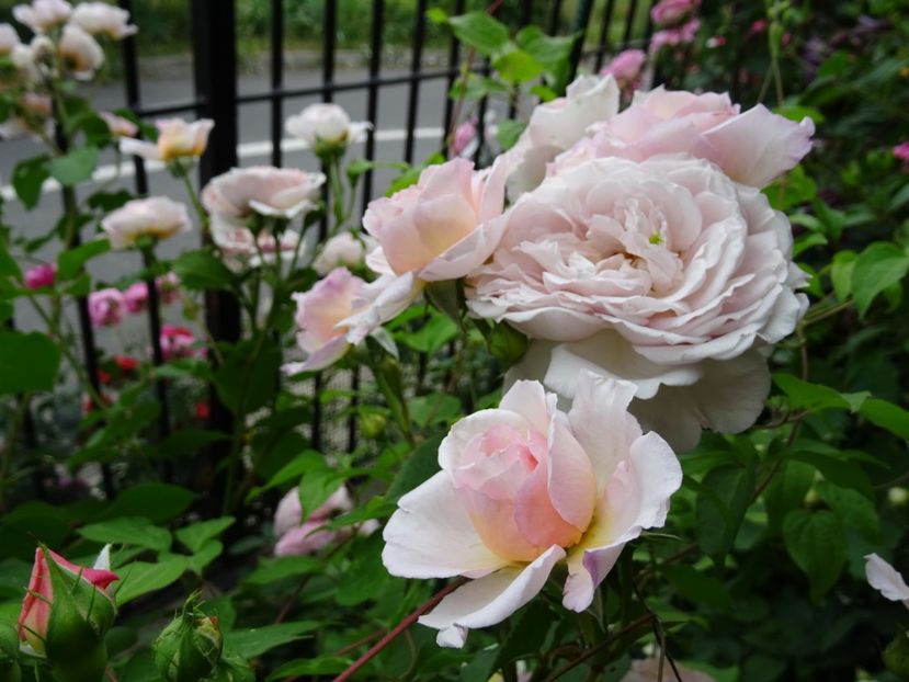 2014-10-07 20.37.40 - English rose -Abraham Darby