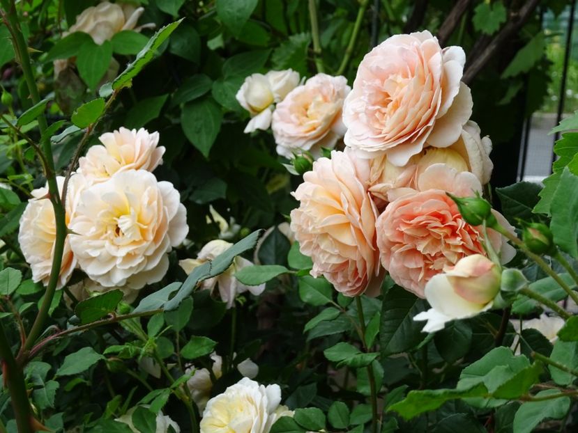2014-10-07 20.38.26 - English rose -Abraham Darby
