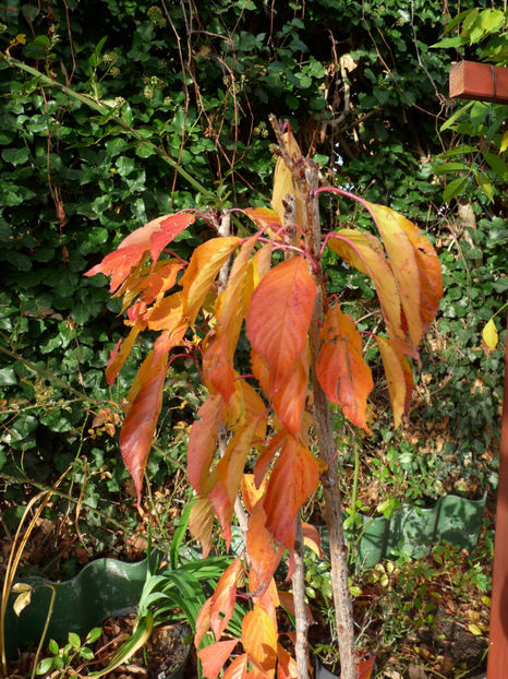  - 2018 - 03 - Toamna