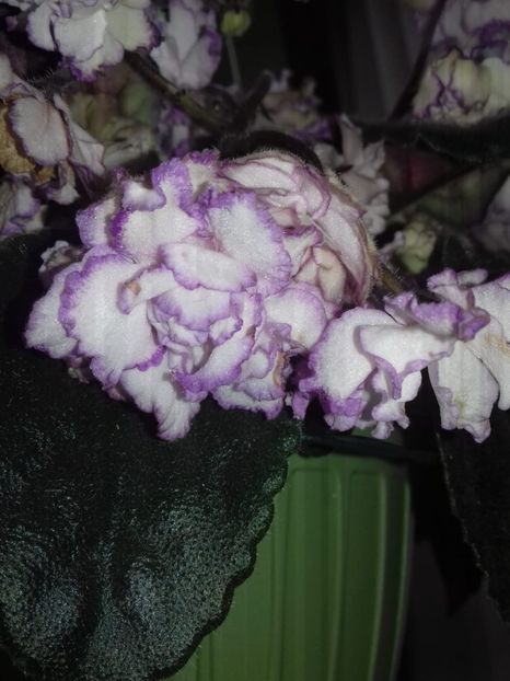 134fc255-e47d-476a-a2d3-03553fcf9b89 - Violete de Parma