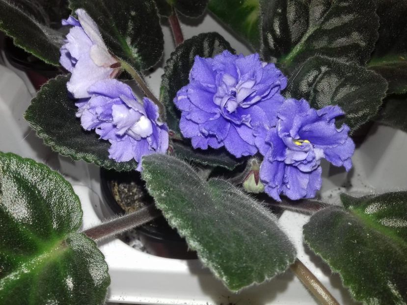 e2326b85-656d-4c38-9c3f-7bf5ad486447 - Violete de Parma