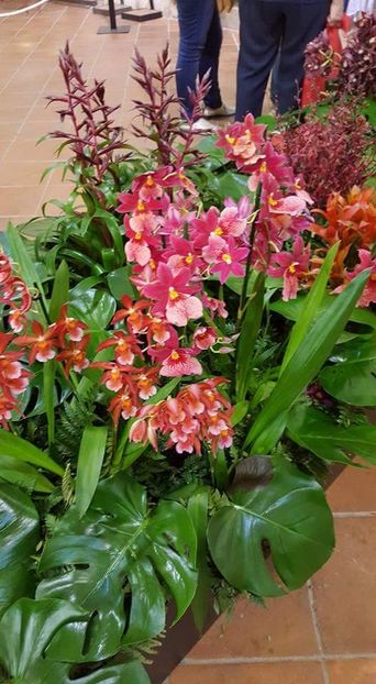  - Girona Temps de flor 2017