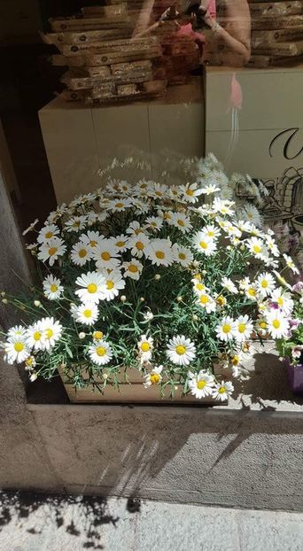  - Girona Temps de flor 2017