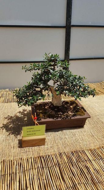  - Girona Temps de flor 2017