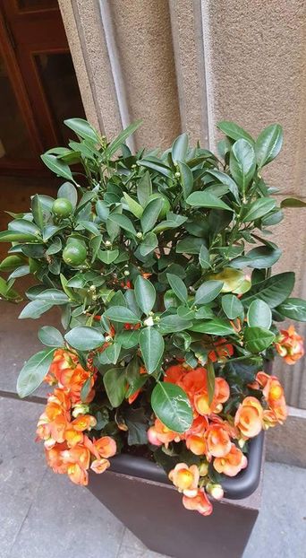  - Girona Temps de flor 2017