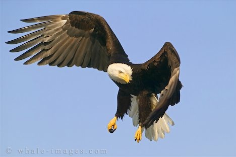 bald-eagle-flying_117 - Vulturi