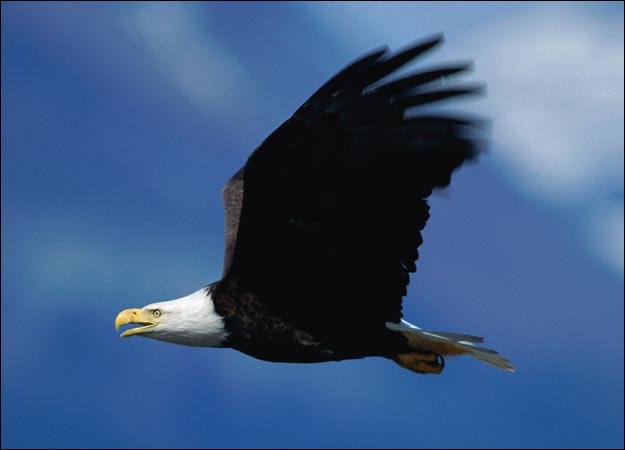 bald-eagle-picture