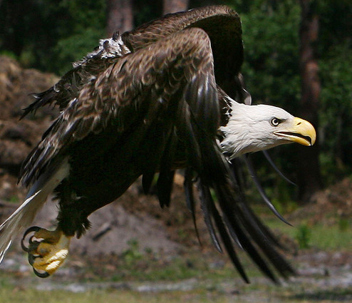 eagle