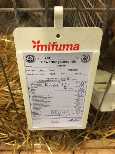 Ionut Banescu - EXPOZIȚIA EUROPEANĂ - HERNING 2018