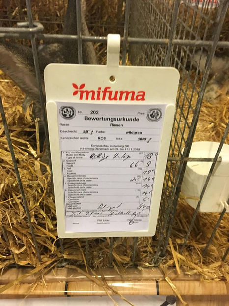 Ionut Banescu - EXPOZIȚIA EUROPEANĂ - HERNING 2018