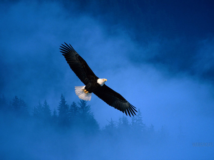 eagle-in-sky-wallpaper