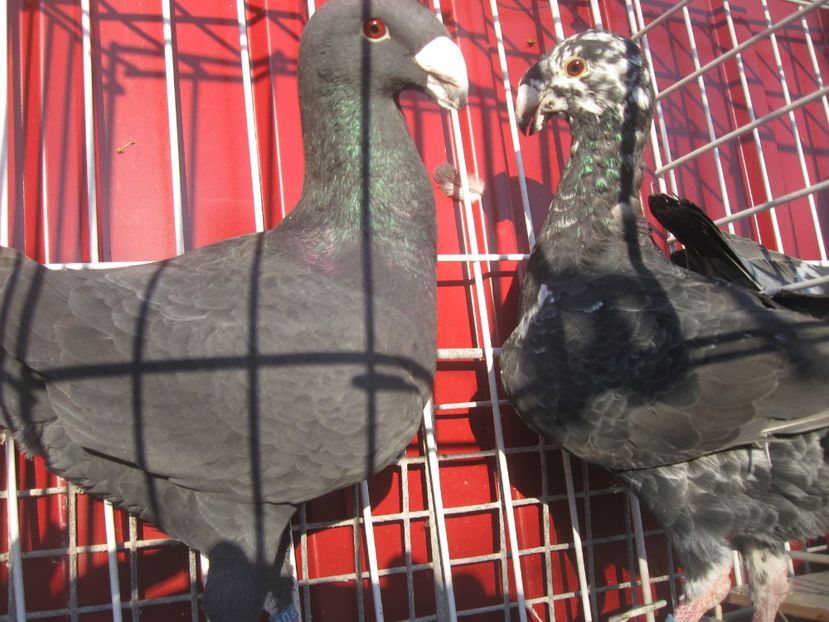  - ACHIZITII GERMANIA 2018