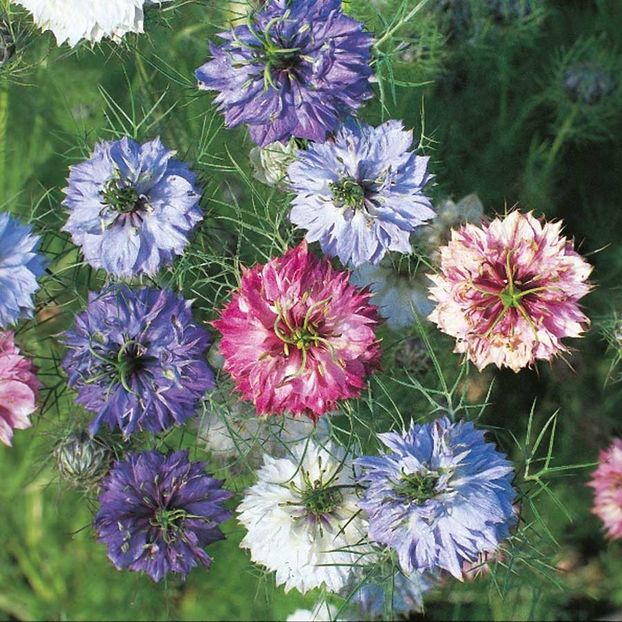 Nigella Miss Jekyll Mixed - Oferta Black Week - 16-23 noiembrie 2018