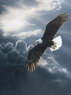 On_Eagles_Wings - Vulturi