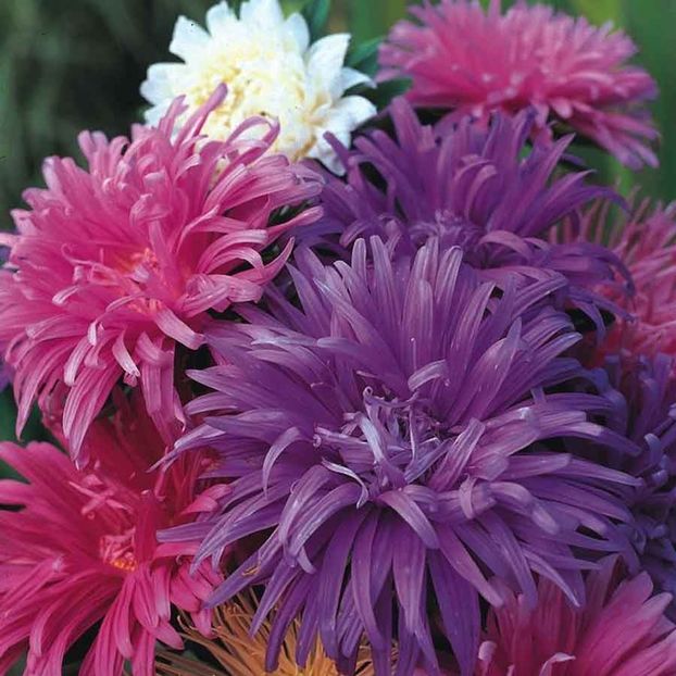 Aster Ostrich Plume Mixed - Oferta Black Week - 16-23 noiembrie 2018