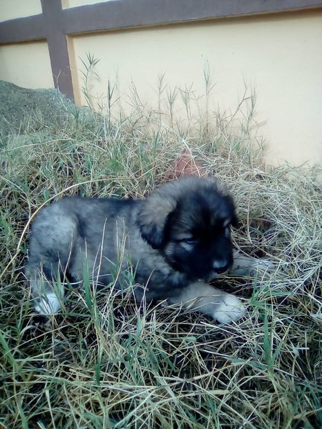 IMG-20181116-WA0057 - Maia 2018