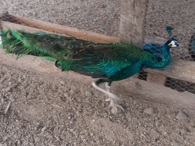 Pauni verzi și spalding - PAUNI 2016