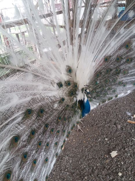  - Pauni arlechin 2018