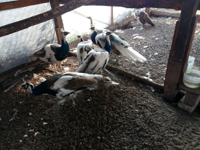  - Pauni arlechin 2018