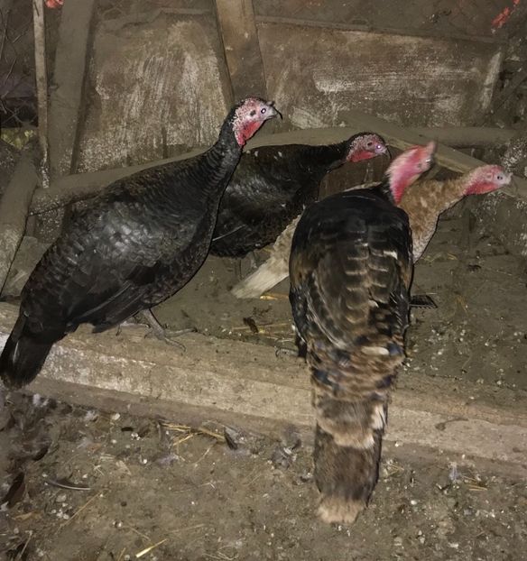 C9731FF8-0C0E-4AB5-B098-C25D801F3E28 - Curci 2018