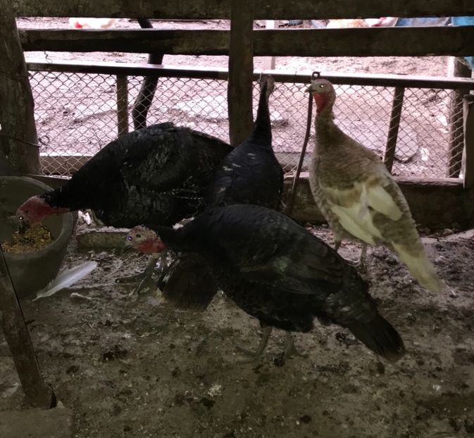 51444ED6-13B7-4CC4-9193-386D16903F6E - Curci 2018