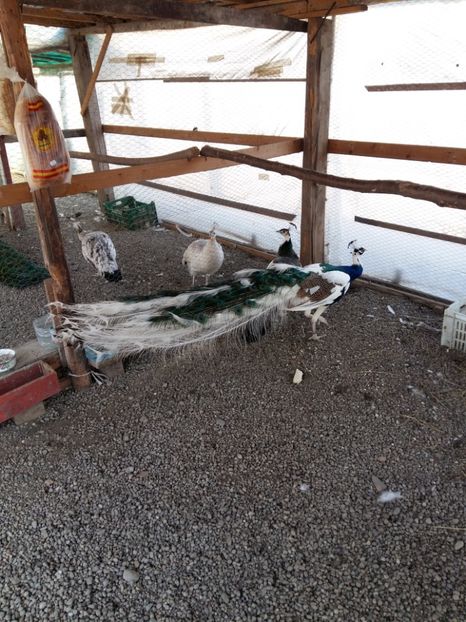  - Pauni arlechin 2018